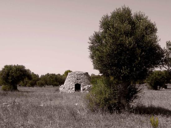 Campagna Salentina (821 clic)