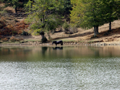 Lago Maulazzo Fauna e Flora. - NEBRODI - inserita il 