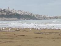gargano,Vieste (582 clic)