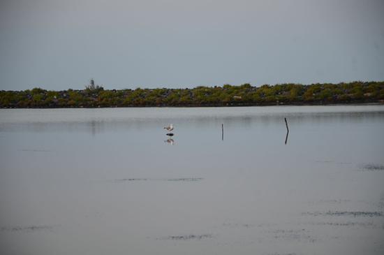 Gabbiano solitario - SANTA MARINA - inserita il 29-Aug-12