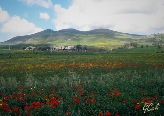 Campagna leonfortese a maggio - LEONFORTE - inserita il 20-May-14