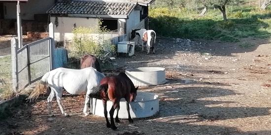 Cavalli - Bolognetta - inserita il 01-Aug-18