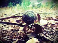  (525 clic)