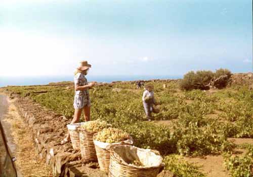  - PANTELLERIA - inserita il 